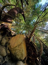 boulderTree_R4_1465