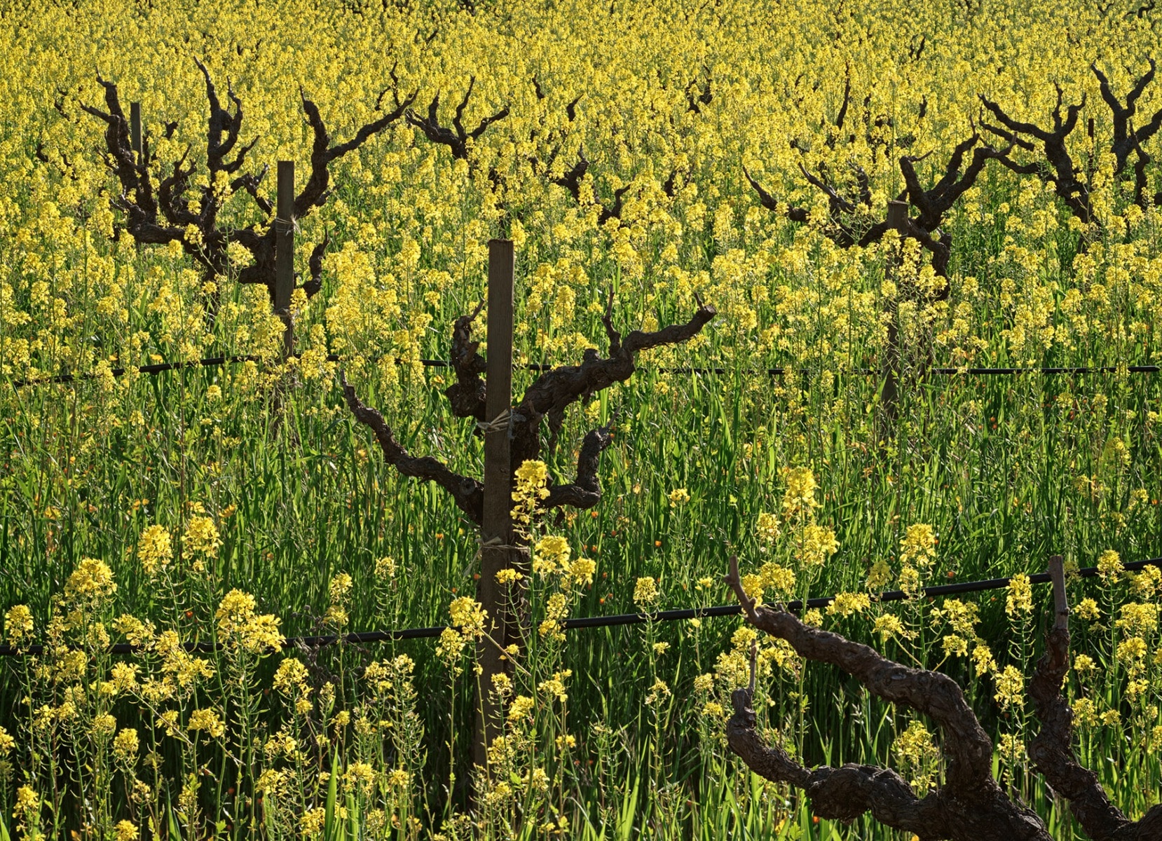 242-Hillside Mustard