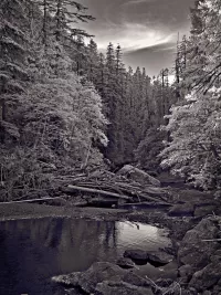 streamReflection_VIR7598_1500x2000_H_20_G2_LessQualityWGrain