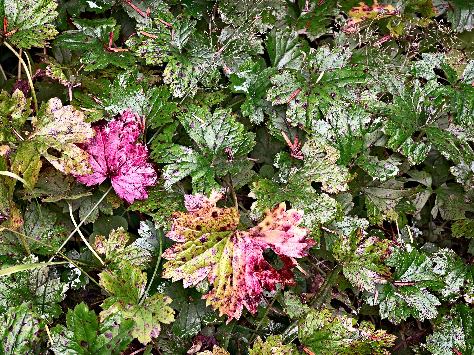 swampPlants_R4_1078_ss_2000x1500_H_20_G2_LessQualityWGrain