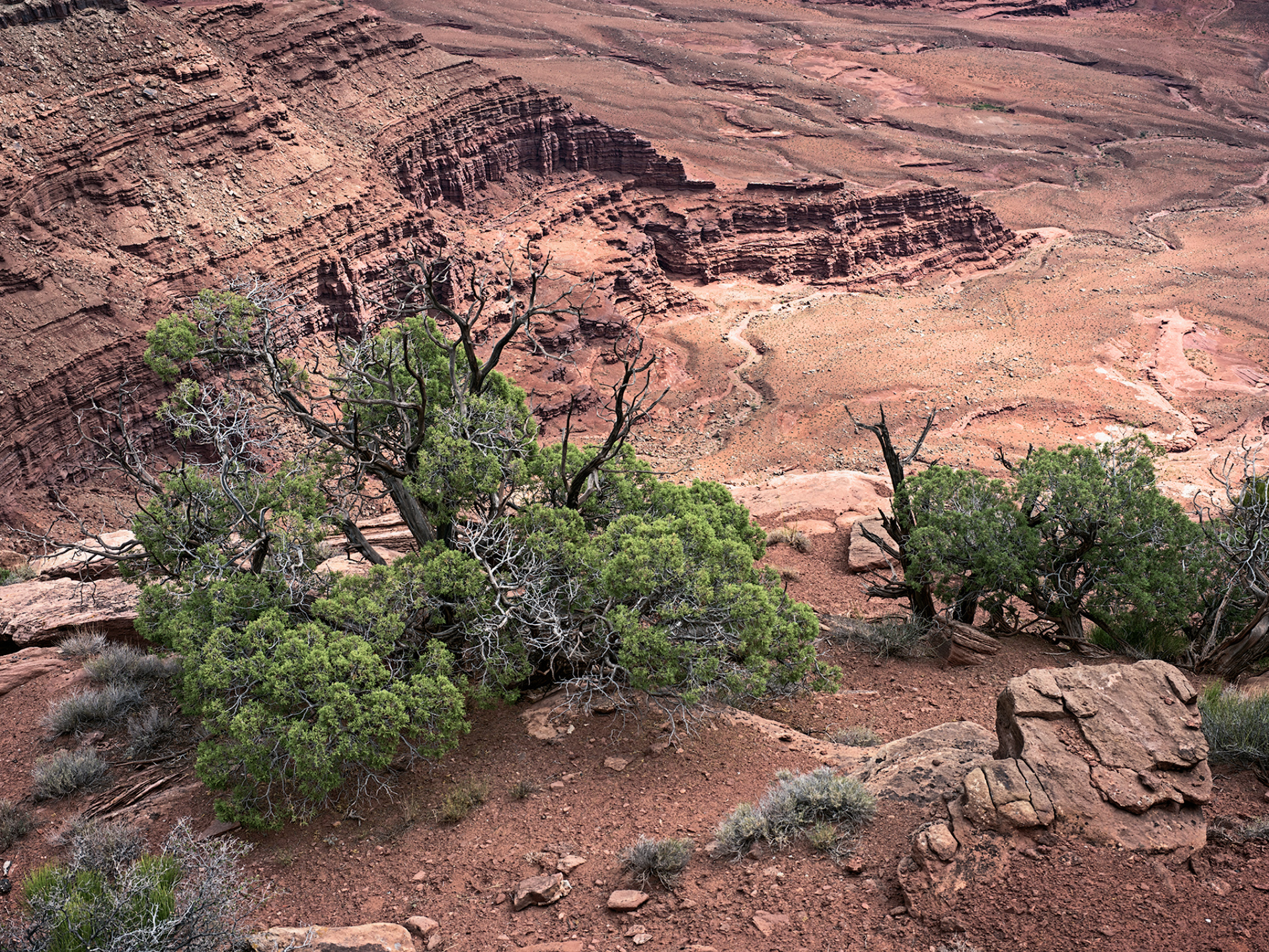cedar_DeadHorsePt_R4_0657_ss_1920x1440_U_20_Long-Edge