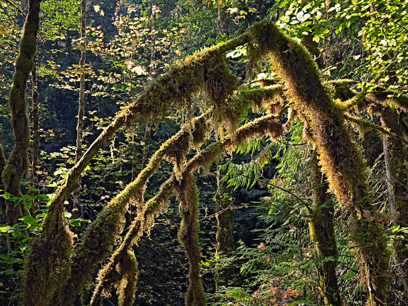 mossyBranches_R4_1335