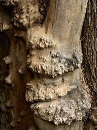 Denuded cottonwood