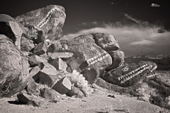 Stone fish