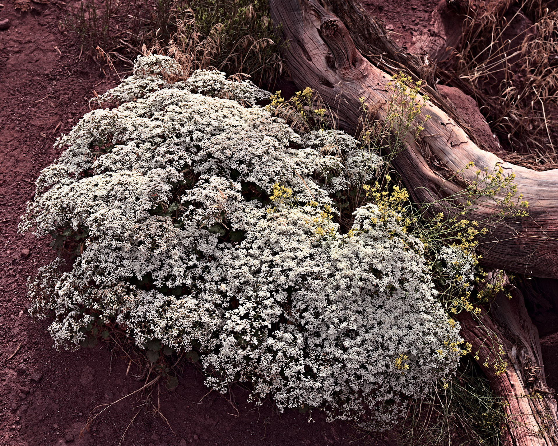 1_Plant_fisherTwrs_R4_0691_ss_1920x1536_U_20_Long-Edge