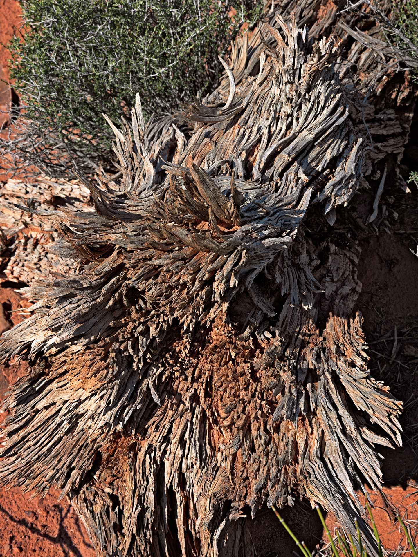 stump_Prithett_R4_0780_1440x1920_U_20_Long-Edge