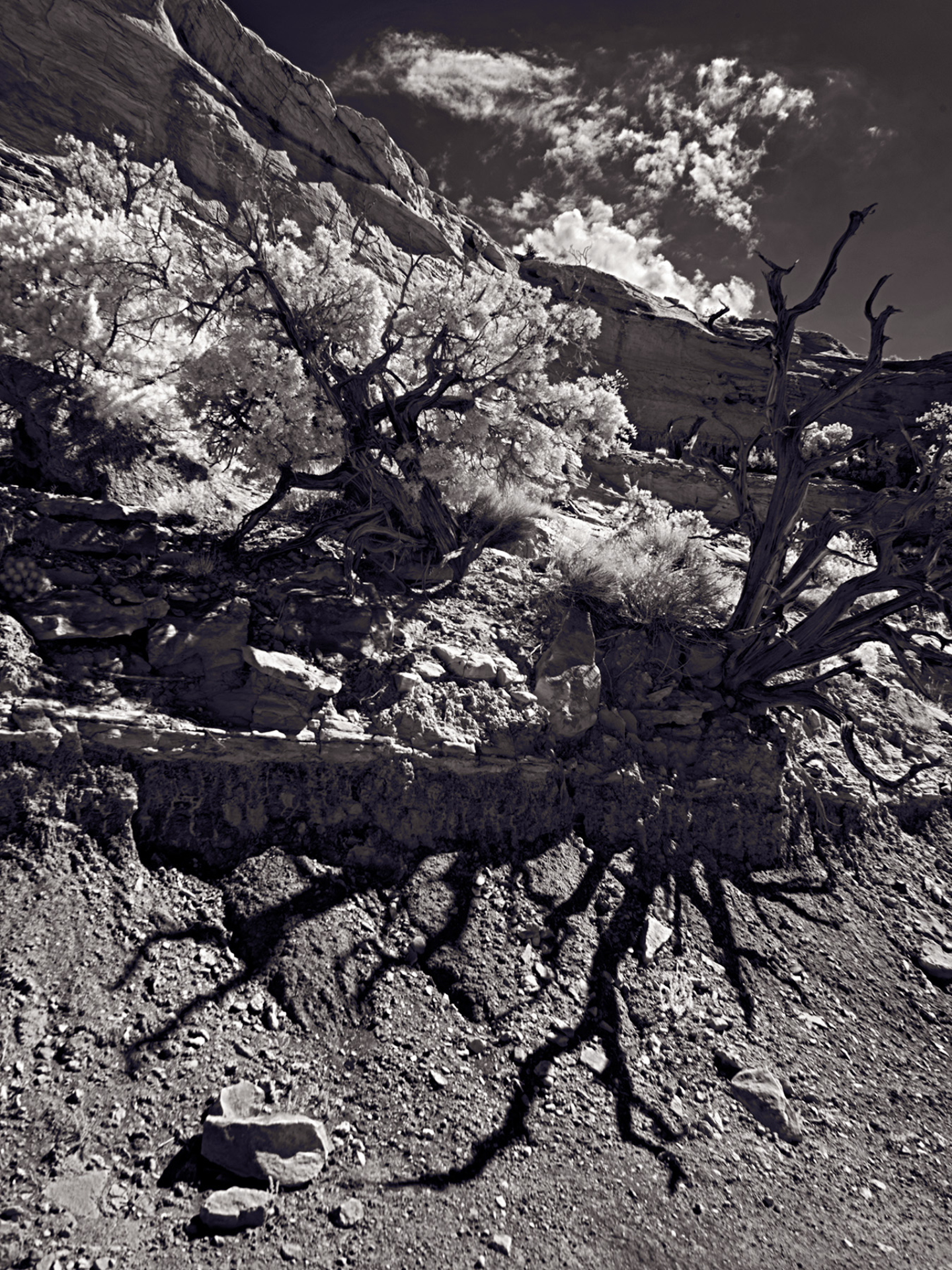 wallWDeadTree_Pritchard_VIR7427_1440x1920_U_20_Long-Edge