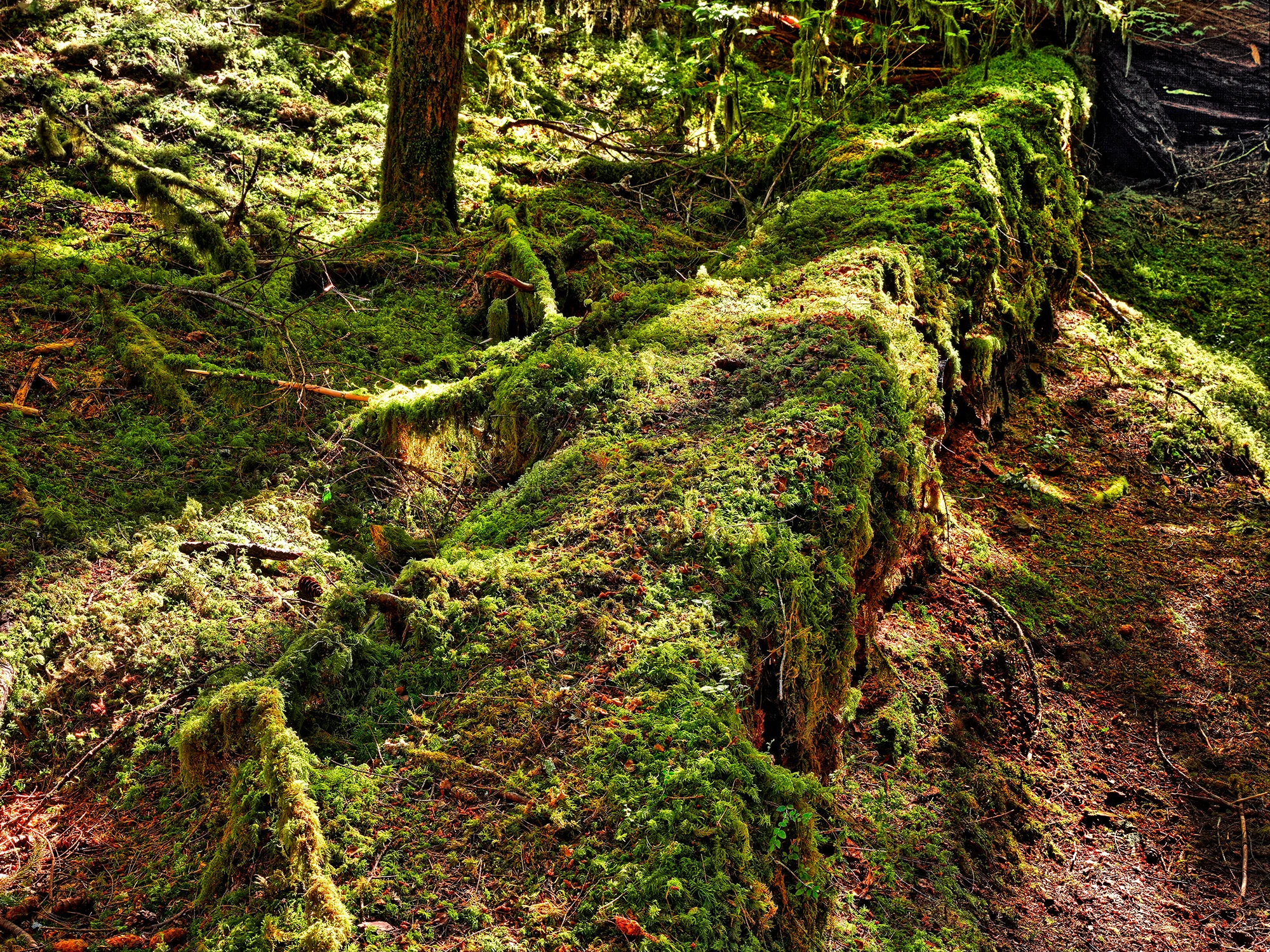 1_ancientGrovemossyLog_R4_1416_7_8_2000x1500_H_20_G2_LessQualityWGrain