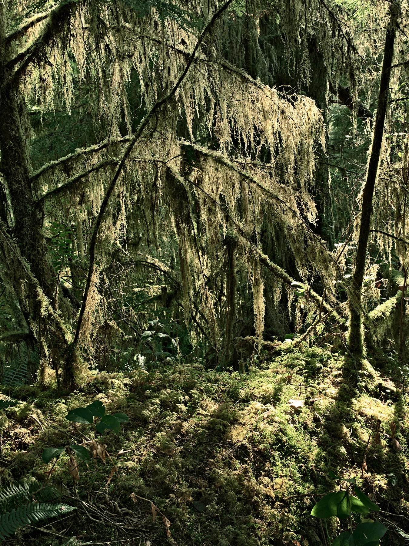 1_quinalt_R4_1021_1350x1800_H_20_G2_LessQualityWGrain