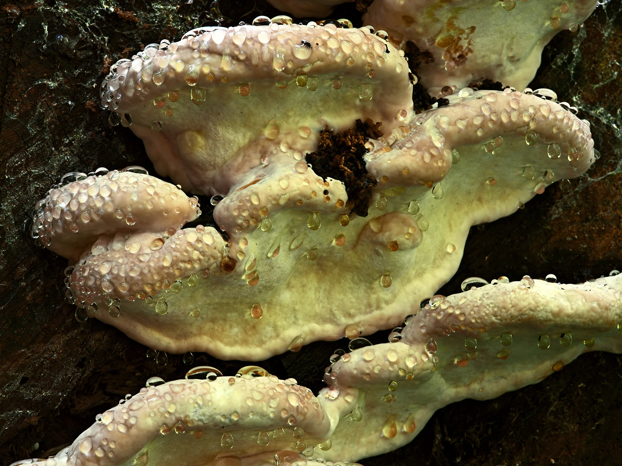 mushroom_R4_1012_2000x1500_H_20_G2_LessQualityWGrain