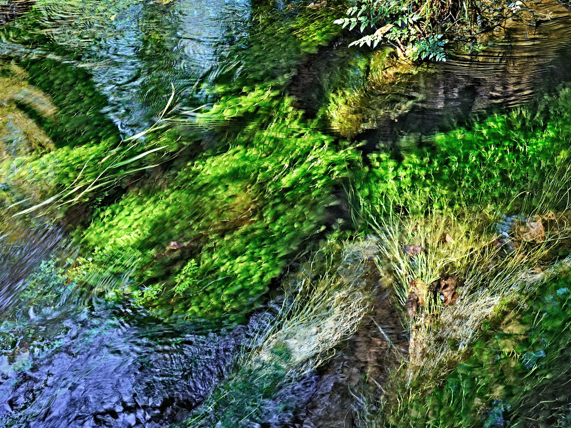 waterPlants_hoh_R4_1164_2000x1500_H_20_G2_LessQualityWGrain