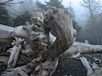 RialtoFog_R4_1217