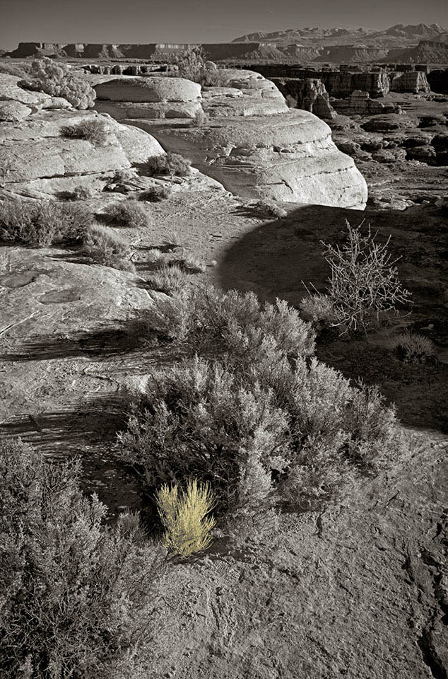 188-Small-bush-overwhelmed-by-scenery