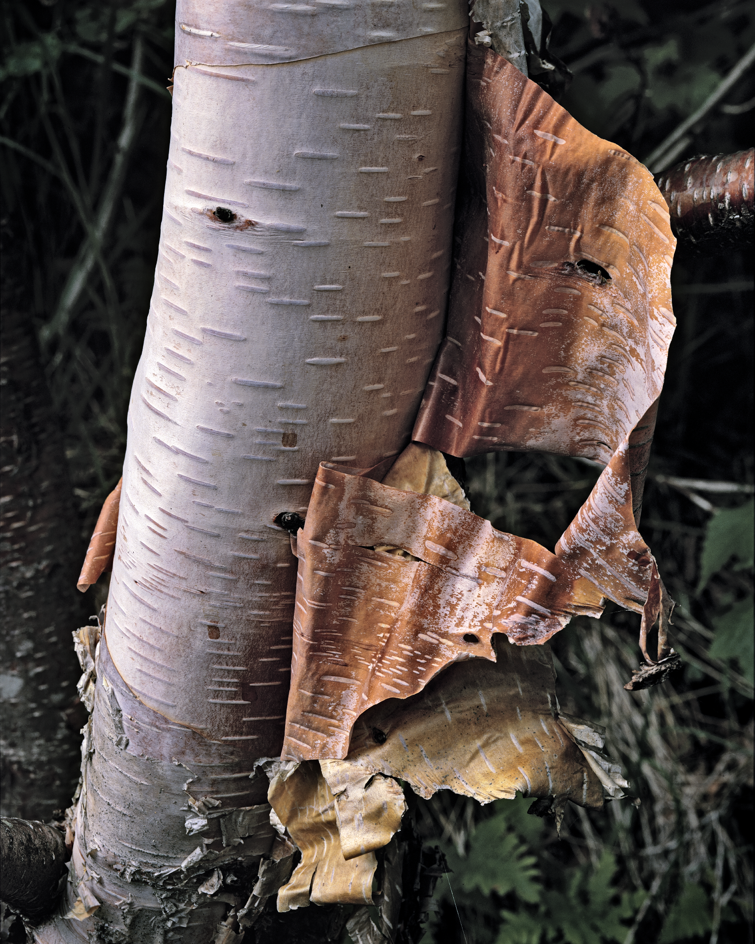 323CanBirch_ss_mix_S11x14_Film_1536x1920_U_30_G1_Original-ratio