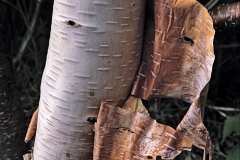 323CanBirch_ss_mix_S11x14_Film_1536x1920_U_30_G1_Original-ratio