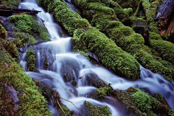 236-Cascade-with-ferns