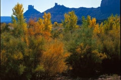56UtSltCedars
