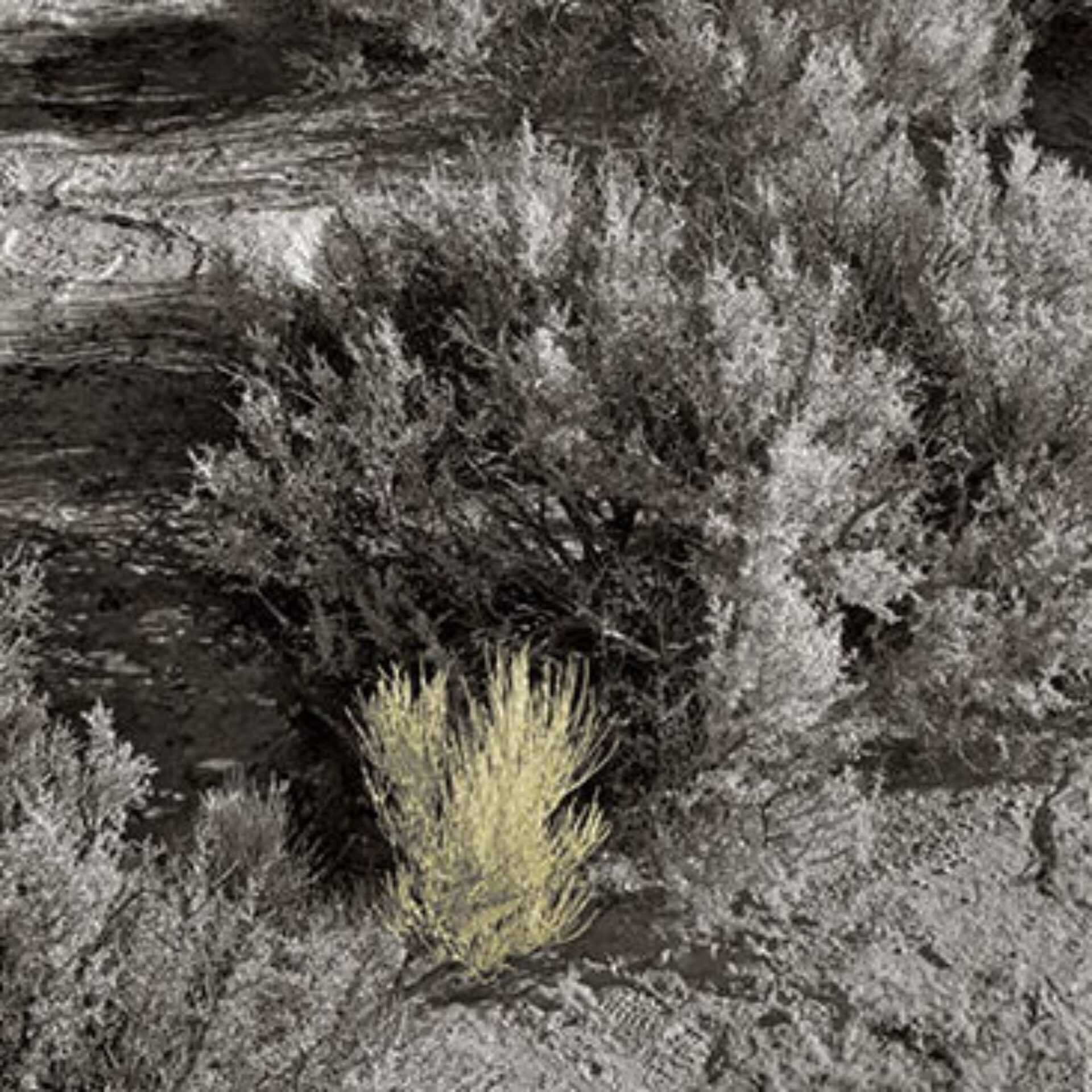 Juried into “Black & White with a hint of color”