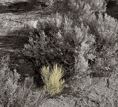 Juried into “Black & White with a hint of color”