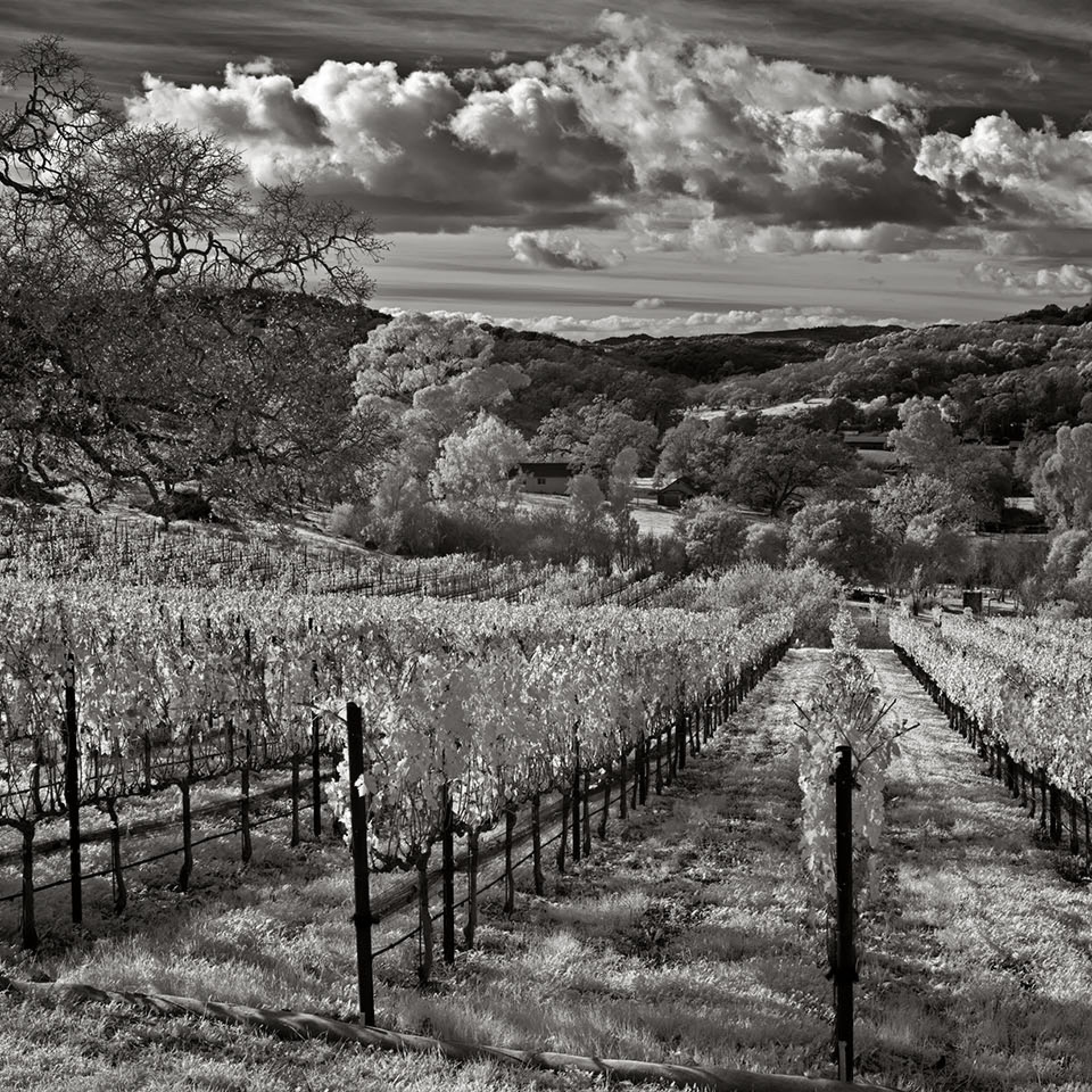 Work in “Black/White and Shades of Gray” exhibit at Sebastopol Center for the Arts