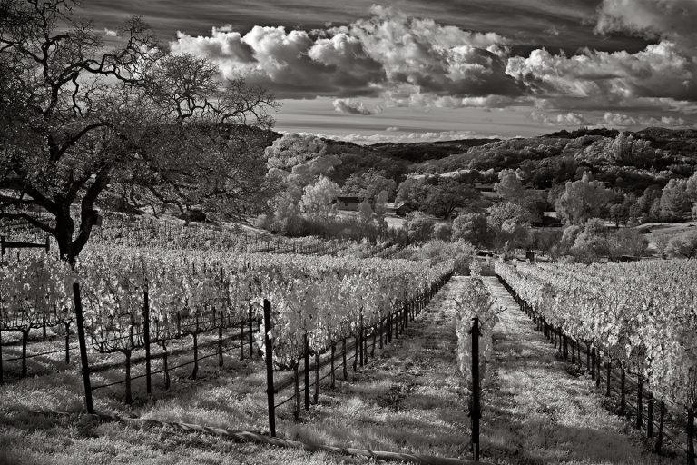 Work in “Black/White and Shades of Gray” exhibit at Sebastopol Center for the Arts