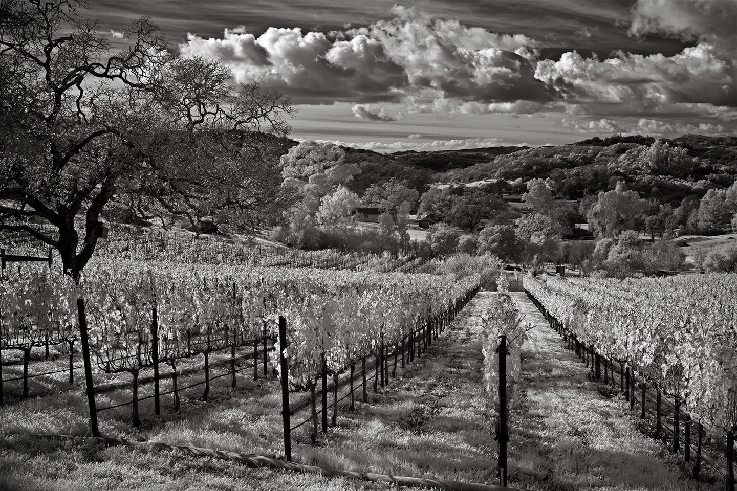 Work in “Black/White and Shades of Gray” exhibit at Sebastopol Center for the Arts